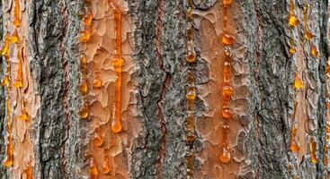 A close up of the bark of a tree with orange paint photo