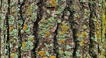 A close up of a tree with green and yellow lichen photo