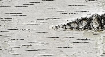 A close up of a birch tree with some white paint photo