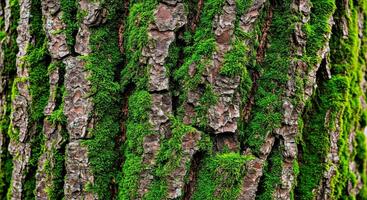 A close up of a tree trunk with moss photo