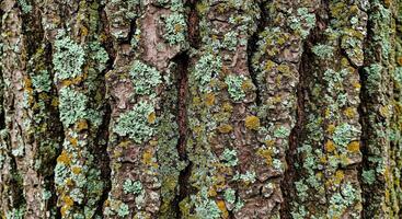 A close up of a tree with green lichen on it photo