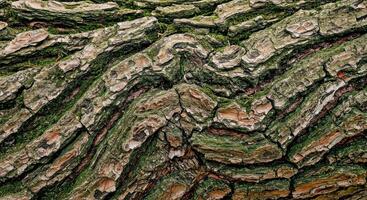 Close up of the bark of an old tree photo