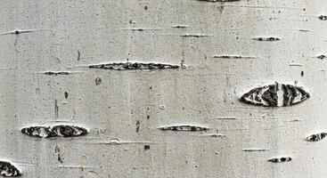 A close up of a tree with a lot of holes photo