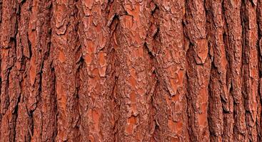 A close up of a tree trunk with red paint photo