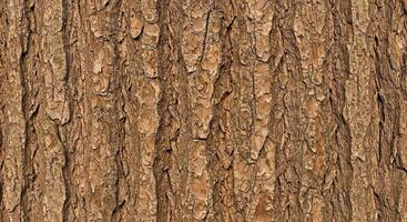 A close up of a tree trunk with bark photo