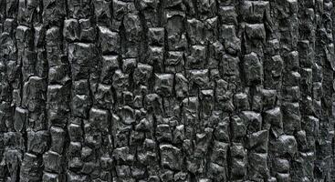 A close up of a black tree trunk photo