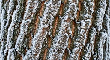 A close up of a tree trunk with snow on it photo