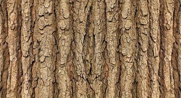 A close up of a maple tree trunk with bark textured photo
