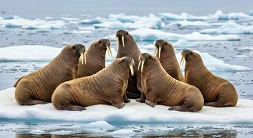 A Group of Walruses Interacting on an Ice Floe Some Resting Some Swimming photo