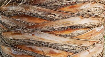A close up of a palm tree bark with a knot on it photo