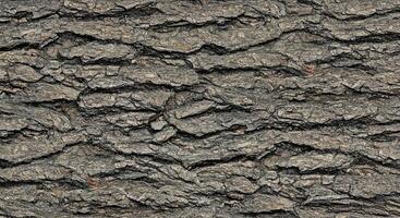 A close up of a tree bark texture photo