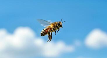 A bee flying in the blue sky with clouds photo