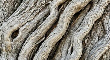 Close up of the bark of a tree photo