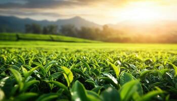Fresh green tea leaves glisten under golden evening light, creating serene landscape of tea plantation photo