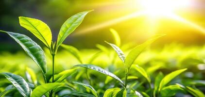 Fresh green tea leaves basking in sunlight, swaying gently in breeze photo
