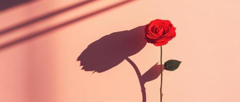 vibrant red rose casts delicate shadow on soft pastel background, creating serene and romantic atmosphere photo