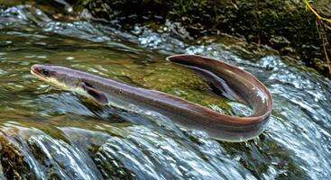 A fish is swimming in a stream photo