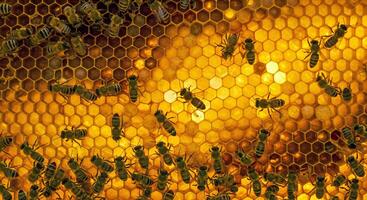 Bees on a honeycomb with yellow lights photo