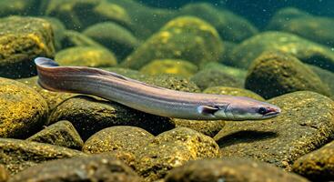 A fish swimming on rocks in the water photo