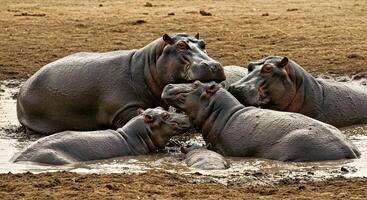 A group of hippos in the water photo