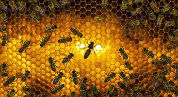 Bees are on a honeycomb with a yellow light photo