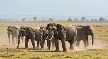 A herd of elephants walking in a field photo