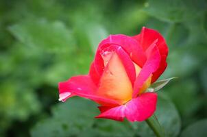 Beautiful red rose with dew drops in the garden on a sunny day. Ideal for background greeting cards photo