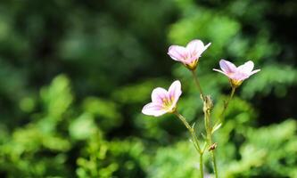 Delicate white pink flowers of Saxifrage moss in spring garden photo