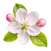 Close-Up of Apple Blossom Flowers in Full Bloom with Fresh Leaves png