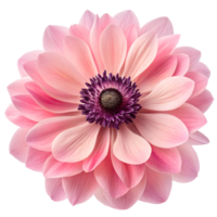 Close-Up of a Beautiful Anemone with Soft Pink Petals and Purple Core png