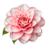 A pink flower with a green leaf is the main focus of the image png