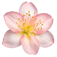 Azalea The Stunning Flower that Adds Color and Beauty png