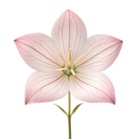 Close-Up of a Beautiful Pink Balloon Flower in Full Bloom png