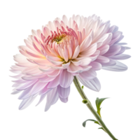 Beautiful Aster Blossom in Full Bloom with Pastel Pink and Lavender Hues png