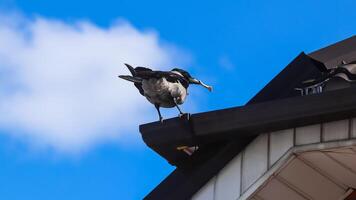 Magpie with a bone in its beak on the roof of the house against a blue sky with white cloud photo