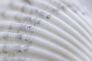 White conch shell on water with reflection photo