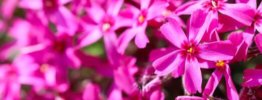 Pink flowers of Creeping Phlox in spring. Floral background photo