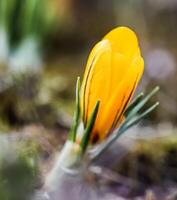 Spring is coming. The first yellow crocuses in my garden on a sunny day photo