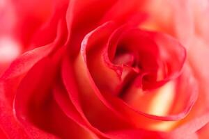 Soft focus, abstract floral background, red yellow rose flower. Macro flowers backdrop for holiday brand design photo