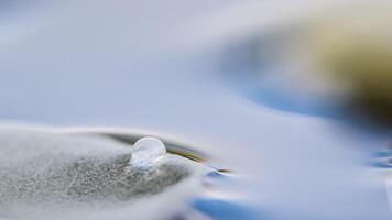 White rose petal with water drop. Aromatherapy and spa concept. Blurred flower background photo