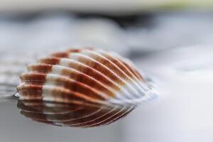 Bright colorful shell on water with reflection. photo