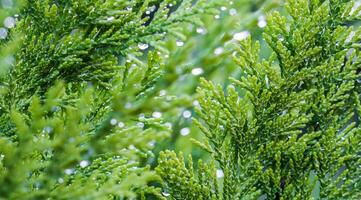 Closeup green leaves of evergreen coniferous tree Lawson Cypress or Chamaecyparis lawsoniana after the rain. Extreme bokeh with light reflection. Macro photography, selective focus, blurred nature photo