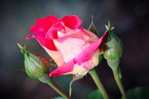 Beautiful red rose with dew drops in the garden on a sunny day. Ideal for background greeting cards photo