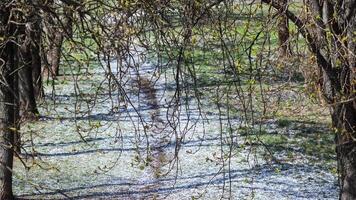 Tree branches with green leaves on a background of white snow in the spring park on a sunny day photo