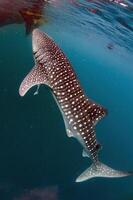 Whale shark underwater in deep blue ocean indian of cenderawasih bay photo