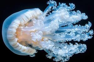 A jellyfish is shown in the dark photo