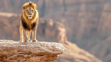 Majestic lion standing proudly on rocky ledge in desert landscape photo