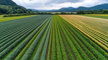 Aerial view of vibrant agricultural fields with diverse crops and mountains photo