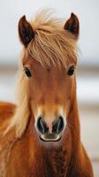 Small pony with a fluffy mane stands still in a serene outdoor setting during a cloudy day photo