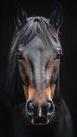 Majestic black horse gazes intently against a dark background highlighting its features and texture photo